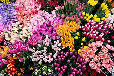 《宝可梦：大集结》“千面避役”宣布7月4日上线